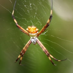 Argiope argentata