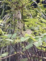 Clematis cunninghamii