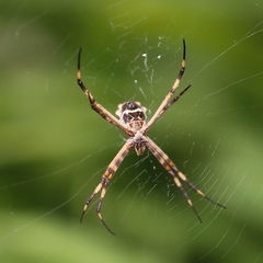 Argiope argentata