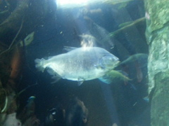 Piaractus brachypomus