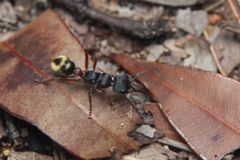 Myrmecia chrysogaster