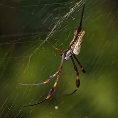 Trichonephila clavipes