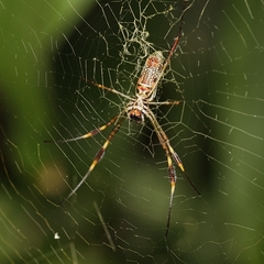 Trichonephila clavipes