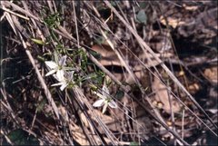 Thysanotus manglesianus