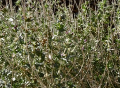 Salvia greatae