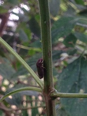 Proconiini