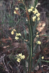 Acacia alata