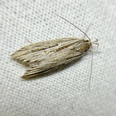 Leistarcha