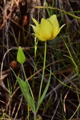 Calochortus amabilis × tolmiei
