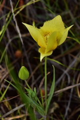 Calochortus amabilis × tolmiei