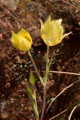 Calochortus amabilis × tolmiei