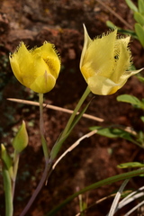 Calochortus amabilis × tolmiei