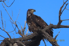 Haliaeetus leucocephalus