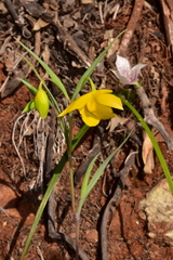 Calochortus amabilis × tolmiei