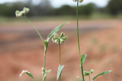 Dactyloctenium radulans