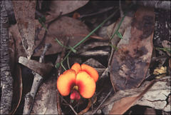 Chorizema diversifolium