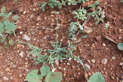 Dactyloctenium radulans