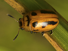 Calomela crassicornis