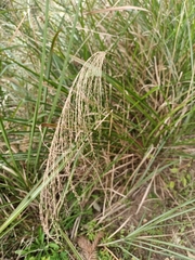 Miscanthus floridulus