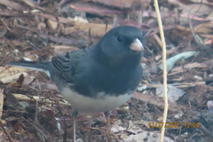 Junco hyemalis