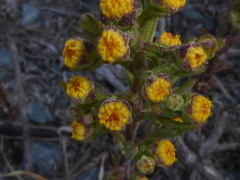 Amblyopappus pusillus
