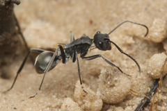 Polyrhachis sokolova