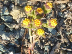 Amblyopappus pusillus