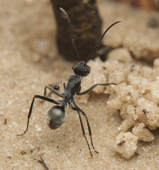 Polyrhachis sokolova