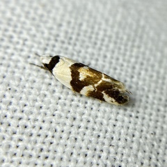 Eremnotypa steriphota