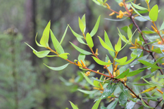 Persoonia rufa
