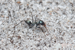 Iridomyrmex bicknelli