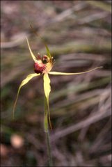 Caladenia viridescens