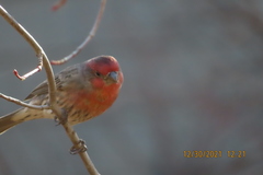 Haemorhous mexicanus