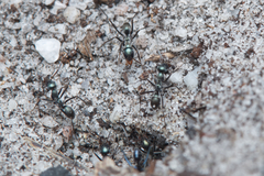 Iridomyrmex bicknelli