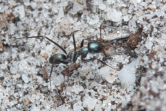 Iridomyrmex bicknelli