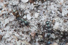 Iridomyrmex bicknelli