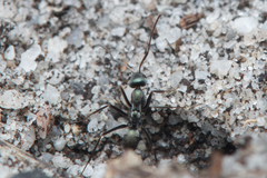 Iridomyrmex bicknelli
