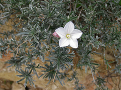 Convolvulus oleifolius