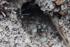 Iridomyrmex bicknelli