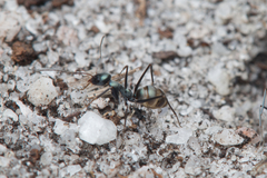 Iridomyrmex bicknelli