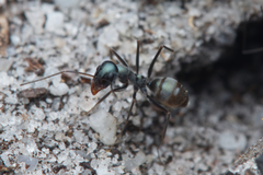Iridomyrmex bicknelli