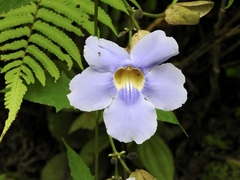 Thunbergia grandiflora image