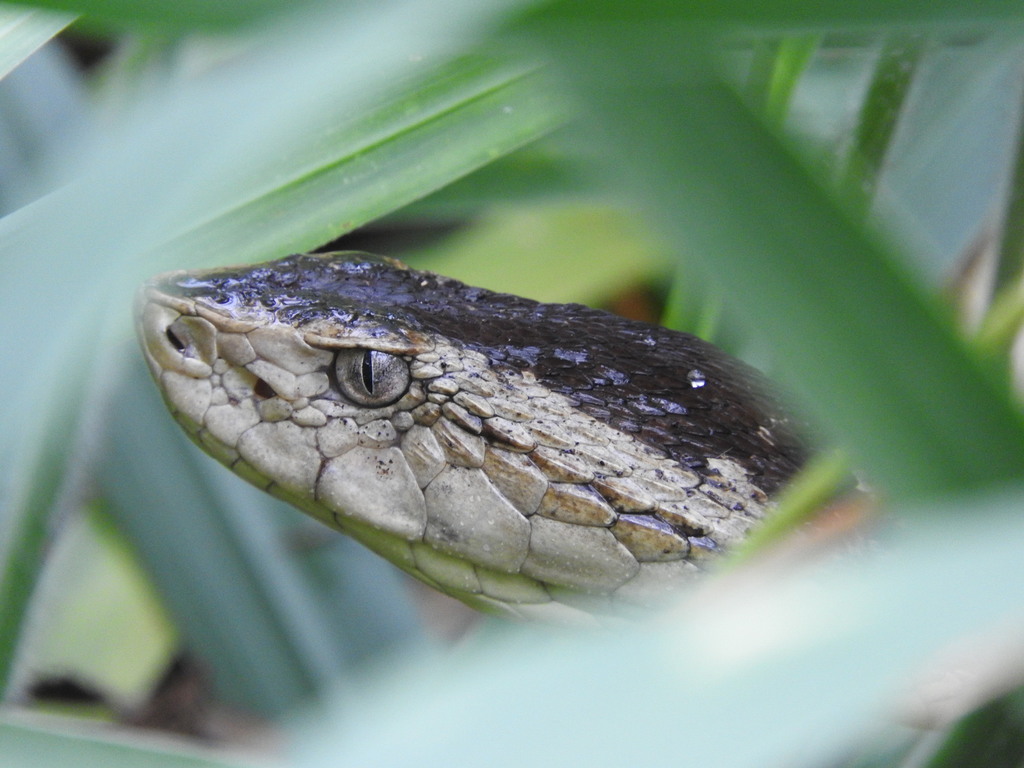 Whitetail Lancehead (Bothrops leucurus)