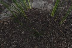 Iridomyrmex bicknelli