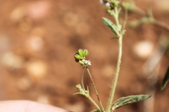 Boerhavia dominii
