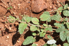 Boerhavia dominii