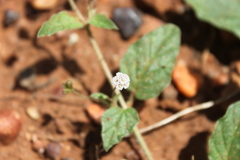 Boerhavia dominii