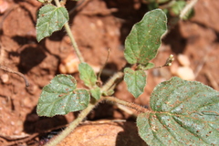Boerhavia dominii
