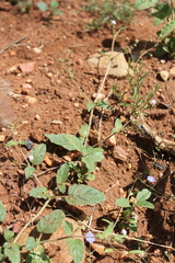 Boerhavia dominii