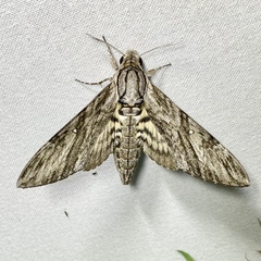 Agrius godarti